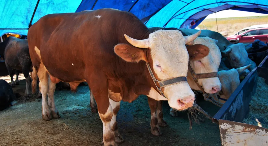 Keçiören'de Kurban Satış Yeri Başvuruları Başladı: Son Tarih ve Gerekli Belgeler Neler?