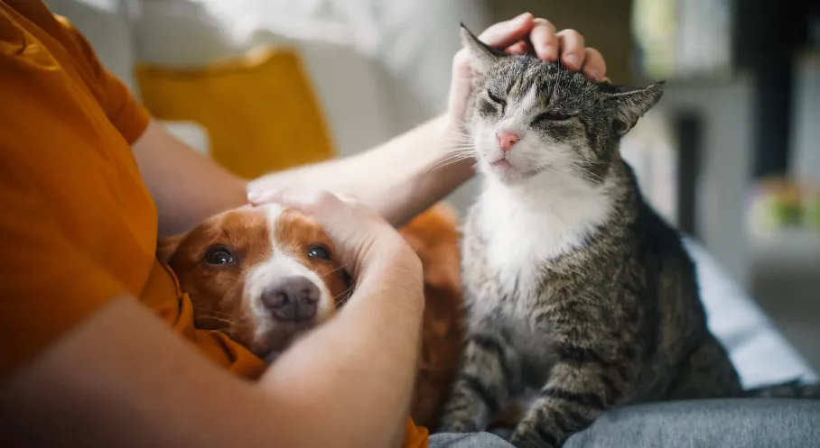 Kedi ve Köpek Bakımında Yeni Yaz Rutini