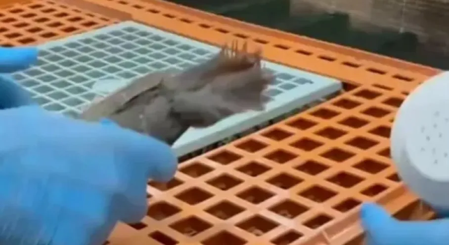 Keklikler Özgürlüğe Uçuyor! Doğa Yeniden Canlanıyor