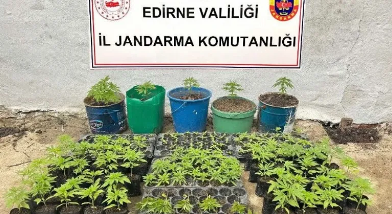 Keşan'da Kaçak Kenevir Tarlası Operasyonla Ele Geçirildi