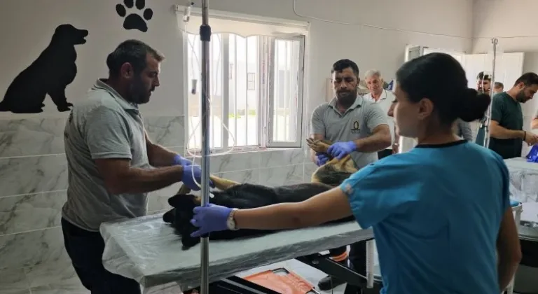 Kızıltepe Belediyesi'nden 3 Ayda 251 Sokak Hayvanına Tedavi Desteği