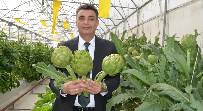 Kocaeli'de Enginar Türkiye Tarımına Yeni Bir Soluk Getiriyor