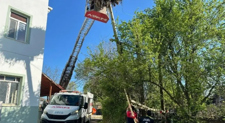 Kocaeli'de Leyleklere Yaşam Alanı Sağlandı: Leylek Yuvası Kocakaymaz Mahallesi'nde Kurtarıldı