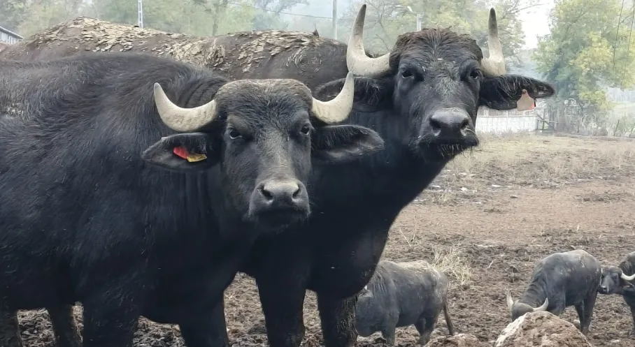 Kocaeli'de Manda Patlaması! Büyükşehir Desteğiyle Sayılar Rekor Kırıyor