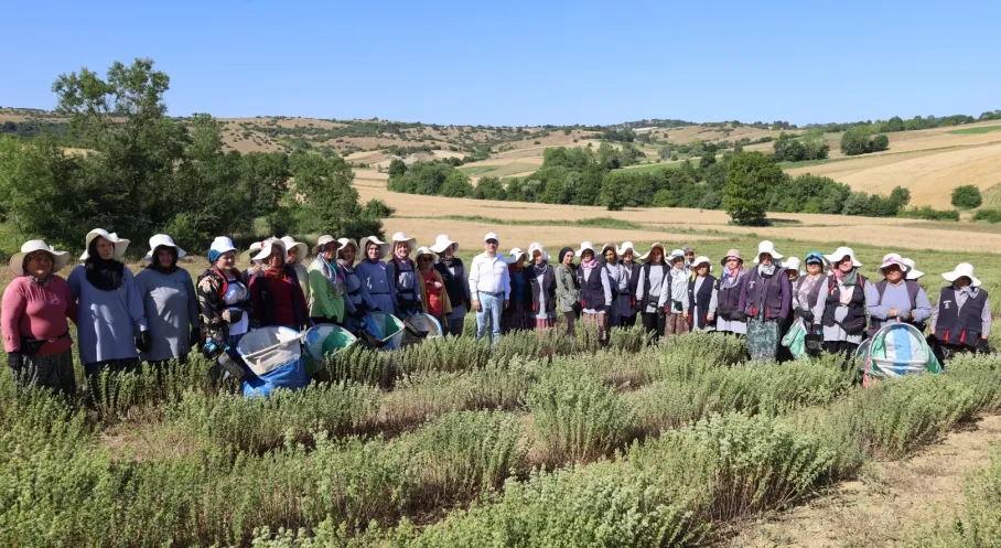 Kocaeli'de Tıbbi ve Aromatik Bitki Yetiştiriciliği Patlaması! Çiftçinin Yüzü Gülüyor