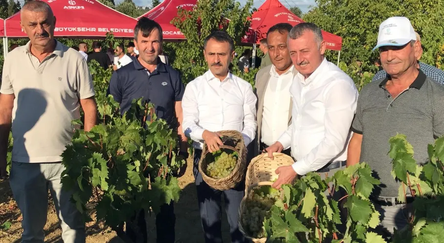 Kocaeli'de Üzüm Hasadı Coşkusu: Başkan Büyükakın Üreticilerle Birlikte Bağda!
