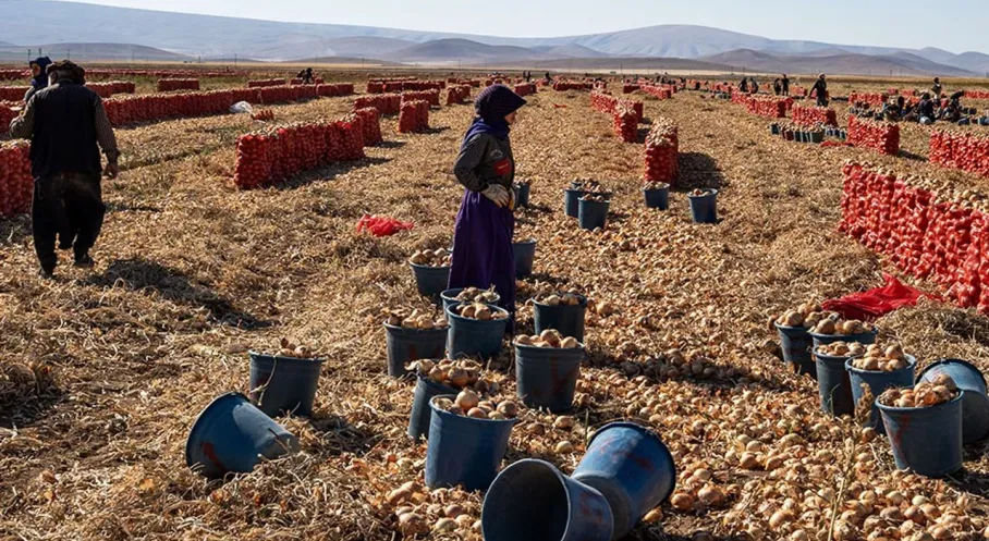Konya Karatay'da Soğan Hasadı Coşkusu! Üreticinin Yüzü Gülüyor