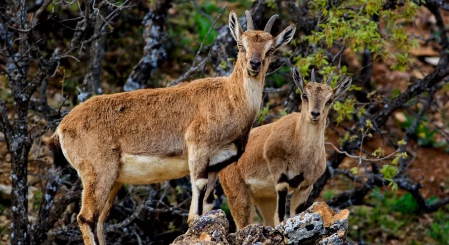 Konya'da Yaban Keçisi Katliamı! 3 Avcıya Rekor Ceza Yağdı