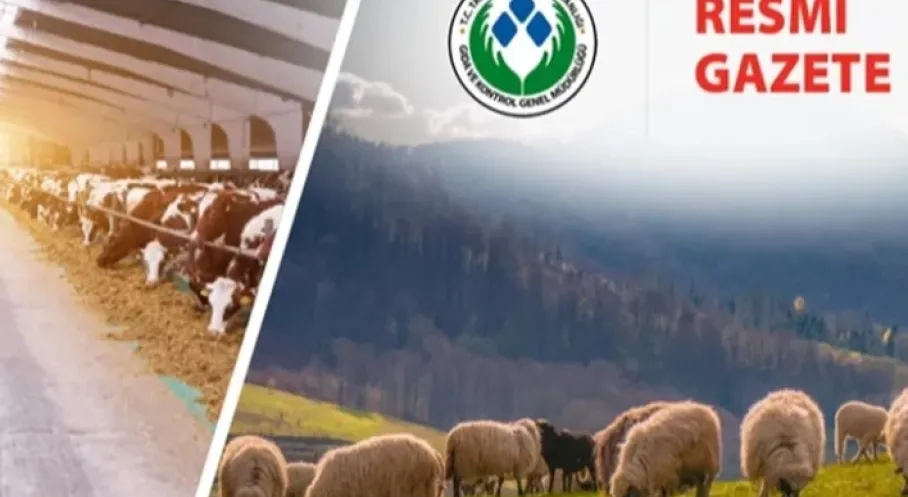 Son Dakika: Koyun ve Keçi Yönetmeliği'nde Devrim! Taahhütname Kalktı!