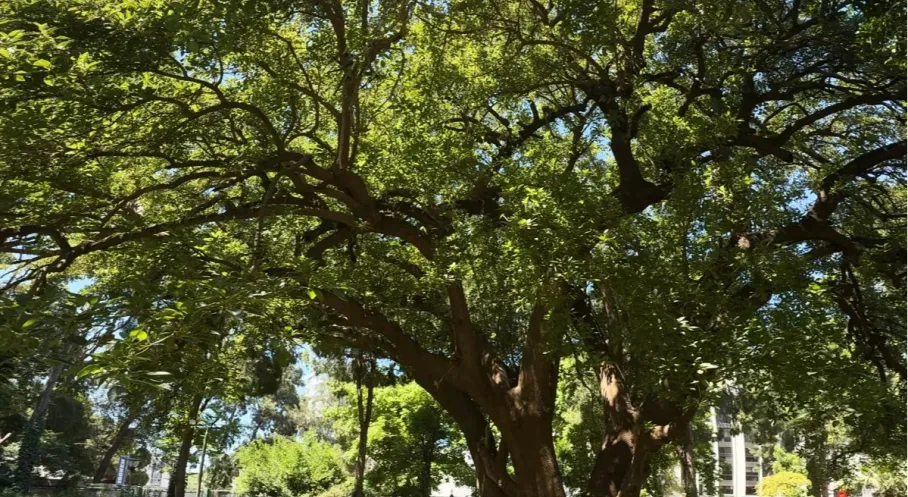 Kültürpark'ın Gizli Yaşamı 'KÖK' Sergisiyle Ortaya Çıkıyor: İzmir'in Biyoçeşitlilik Mirası Sanatla Buluşuyor!