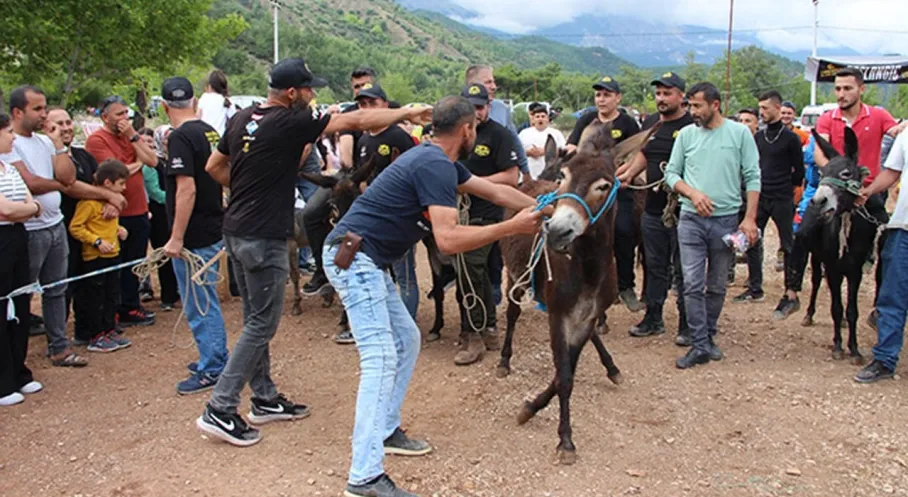 Kumluca Karacaören'de Heyecan Dorukta! Motokros ve Eşek Yarışları Şenliğe Damga Vurdu