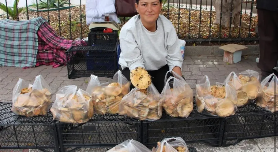Kumluca'da Kanlıca Mantarı Bereketi! Ekonomi Canlanıyor
