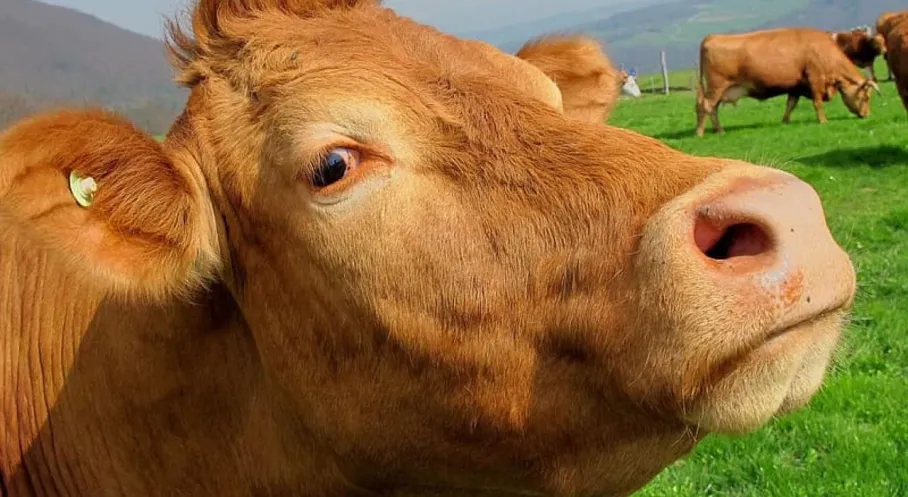 Kurban Bayramı Öncesi Kurbanlıklara Sıkı Denetim! İşte Yeni Tedbirler
