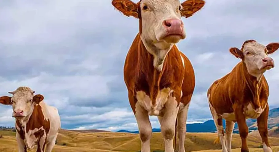 Kurban Bayramı Yaklaşıyor! Kurbanlık Hayvan Arzı Yeterli mi? Bakan Yumaklı'dan Açıklama