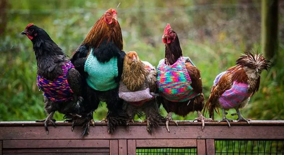 Kuş Gribi Alarmı: İspanya'da Milyonlarca Hayvan İtlaf Edildi! Son Dakika