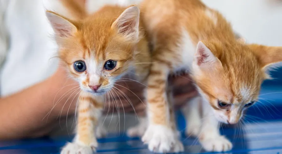 Kuşadası'nda Kedi Kısırlaştırma Merkezi Açıldı: Sokak Hayvanları İçin Büyük Adım!