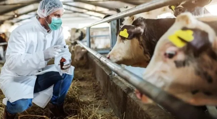 Kuşadası'nda Şok Karar! Hayvan Giriş Çıkışları Yasaklandı: Sebebi Ne?
