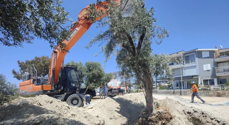 Kuşadası'nda Zeytin Ağaçlarına Hayat Veren Dokunuş: Belediye'den Örnek Koruma!