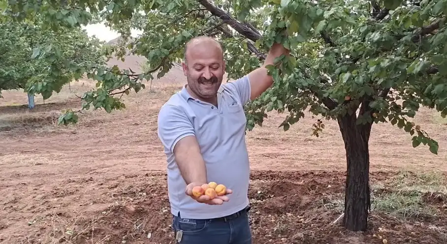 Malatya’da eylül sonunda kayısı hasadı
