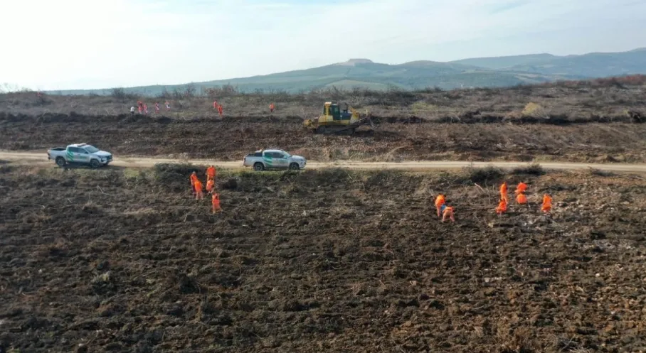 Manisa'da Yangın Yaraları Sarılıyor: 400 Bin Fidanla Yeşil Umut!