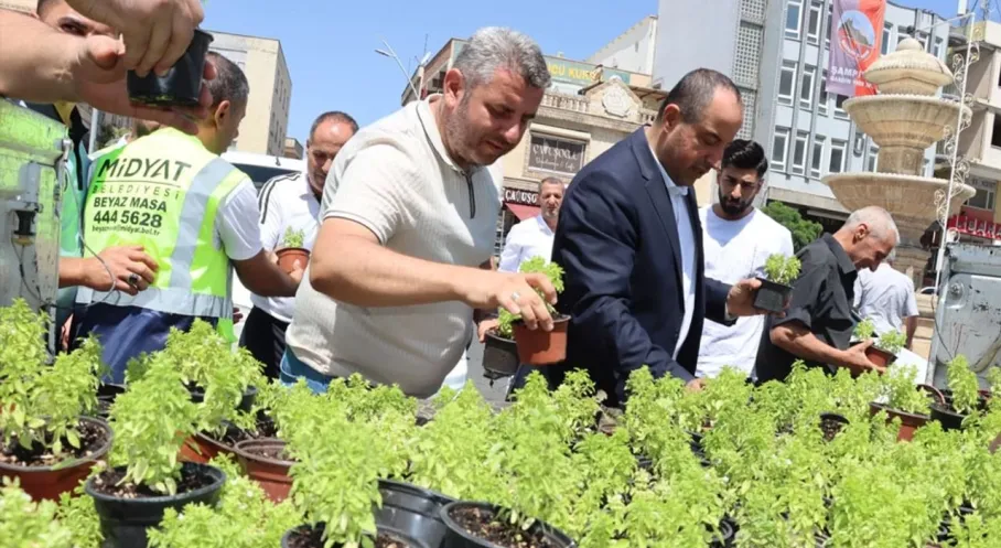 Mardin Midyat'ta Ücretsiz Fesleğen ve Reyhan Dağıtımı: Vatandaşlar Akın Etti!