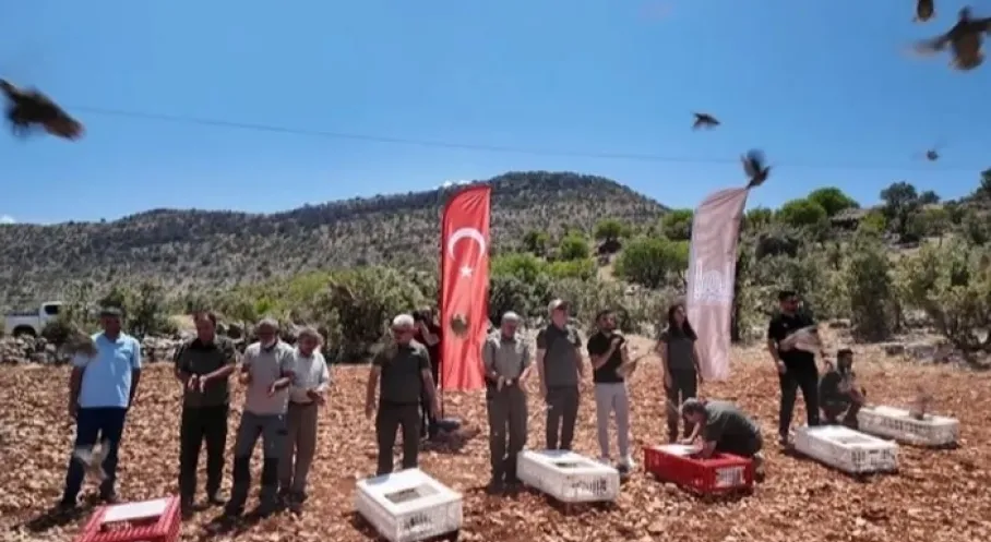 Mardin'de Keklik Seferberliği! Doğaya Salınan Keklikler Tarıma Can Verecek