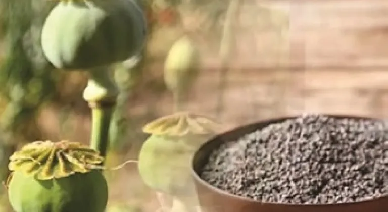 Mavi renkli haşhaş tohumları gıda amaçlı satışta