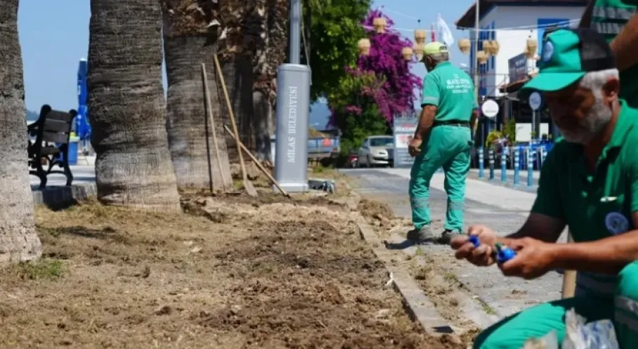 Milas Güllük'te Sezon Hazırlığı: Belediye Çalışmaları Hızlandı!