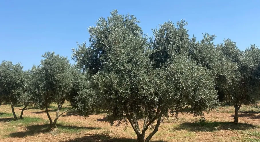 Milas Zeytinciliğinde Devrim! Yeni Proje İle Verimlilik Artışı Hedefleniyor