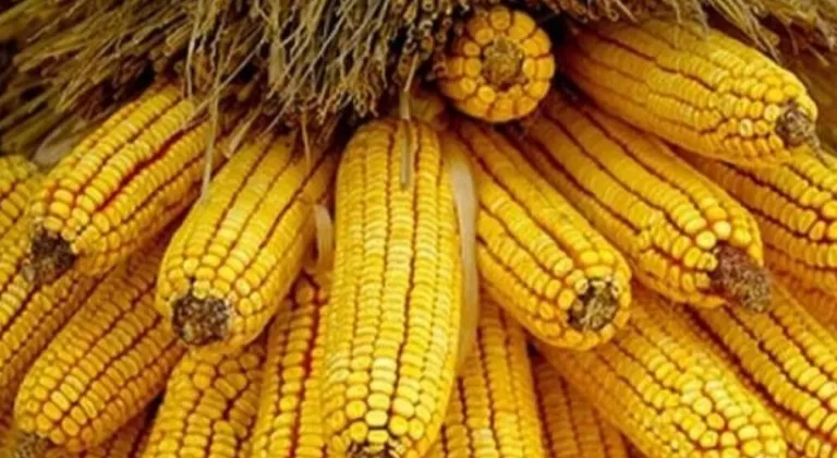 Mısır İthalatında Belirlenen Sınırlı Kontenjan Haberi