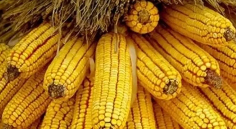 Son Dakika: Mısır İthalatında Devrim! 500 Bin Tonluk Kontenjan Müjdesi!