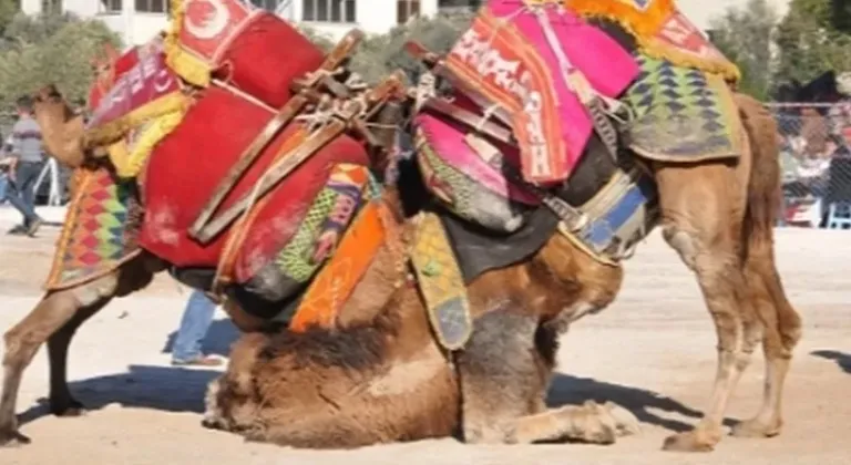 Muğla Milas’ta Heyecan Dolu Deve Güreşi Festivali Yaklaşıyor