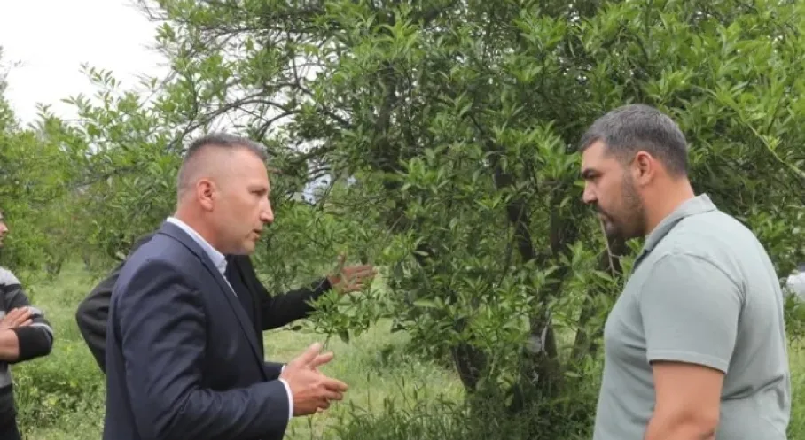 Muğla'da Zirai Don Hasarı Azaltıldı: Üreticiye Büyükşehir'den Destek!