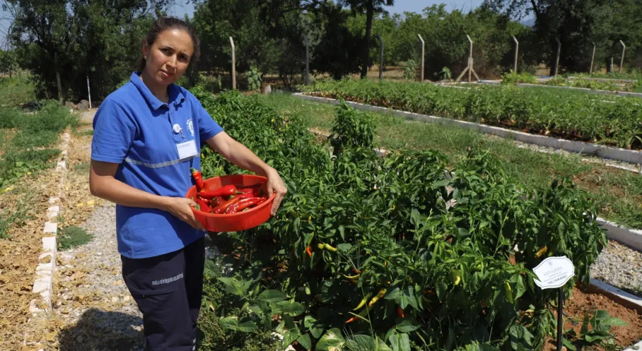 Muğla'dan Tarım Hamlesi: 2026'da 4 Milyon Yerel Tohum Dağıtılacak!