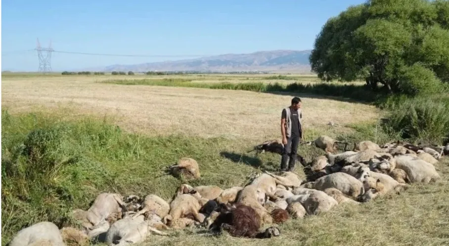 Muş'ta Facia! 150 Koyun Birbirini Ezerek Can Verdi