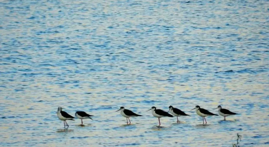 Nallıhan Kuş Cenneti 8. Foto Safari ile Göz Kamaştırıyor! Doğa Tutkunları Akın Akın!