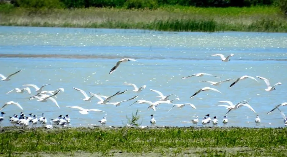 Nallıhan Kuş Cenneti'nde Foto Safari Coşkusu Başlıyor! Doğa Tutkunları Hazır Mı?