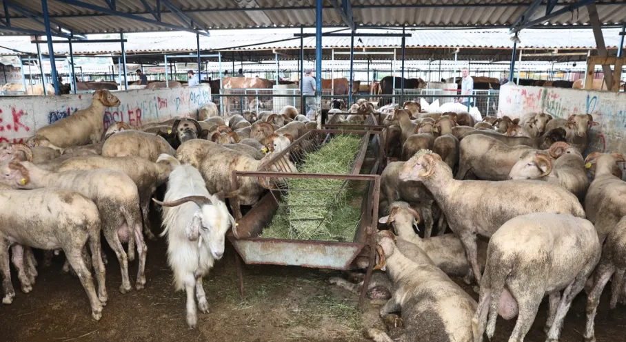 Nilüfer'de Kurban Bayramı Hazırlıkları Tamam! Kesim Yerleri Belirlendi