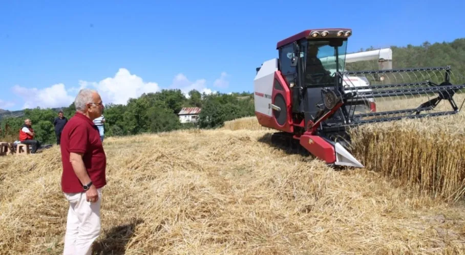 Ordu’da Buğday Hasadında Yeni Dönem: Paletli Biçerdöver Tarlada