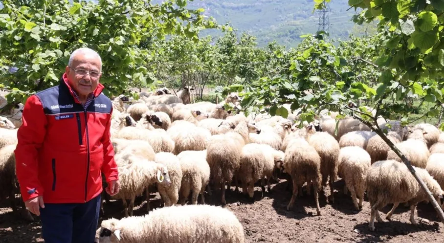 Ordu'da Büyükbaş Hayvancılık Hamlesi: Başkan Güler'den Yerli Üretim Vurgusu!