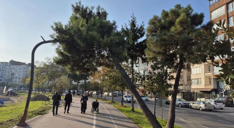 Ordu'da Can Güvenliği Alarmı: Tehlike Saçan Ağaçlara Büyükşehir Neşteri!