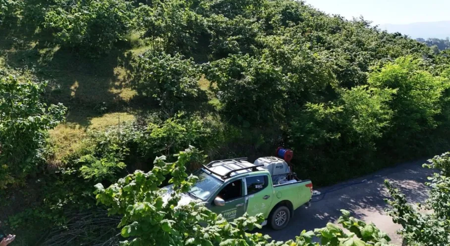 Ordu'da Fındık Bahçelerinde Kahverengi Kokarca Alarmı! FINVER Harekete Geçti
