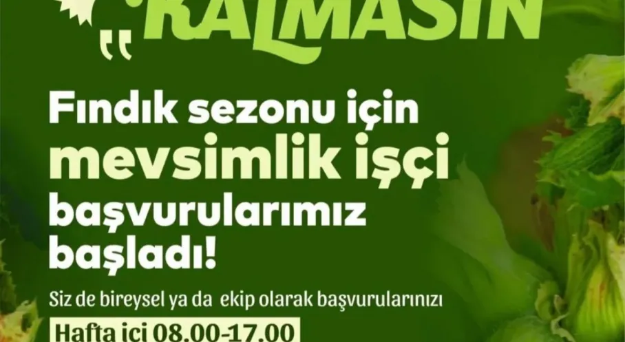 Ordu'da Fındık Hasadında Devrim! Üretici ve İşçi Artık Aracısız Buluşuyor!