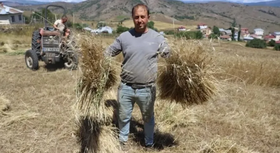 Ordu'da Siyez Buğdayı Üretimi Rekor Kırdı! Üretim Alanları %1500 Arttı
