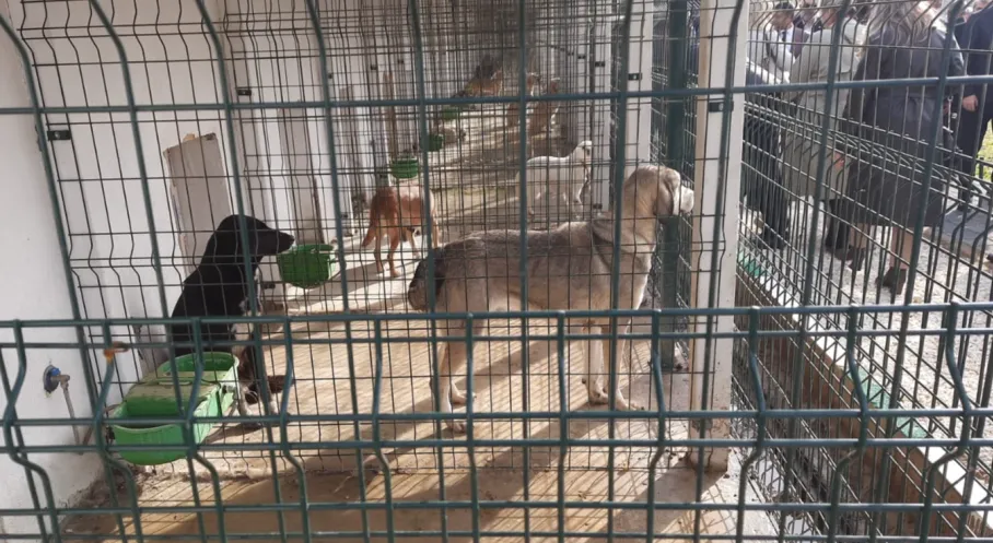 Orhangazi'de Sokak Hayvanları İçin Dev Yatırım! Modern Barınak Açıldı