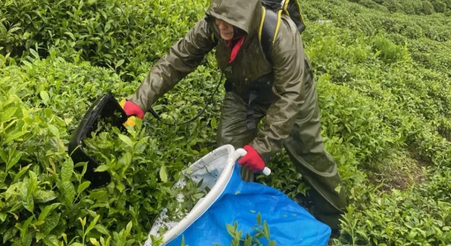 Rize'de Çay İşçileri Ağrılarına Veda Ediyor! Bilimsel Çalışma Kanıtladı: Ergonomi ve Egzersizle Mucize Değişim