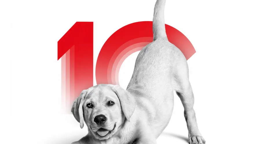 Royal Canın Türkiye 10. Yaşını Kutluyor