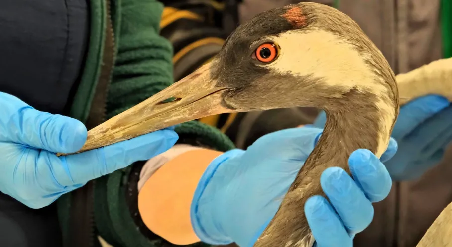 Sakarya'dan Kocaeli'ye Umut Yolculuğu: Yaralı Turna Hayata Tutundu!