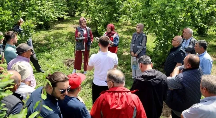 Sakarya'da Kokarca İstilasına Son! Çiftçiye Feromon Tuzağı Desteği Başladı