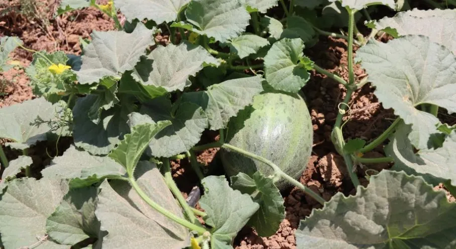 Şanlıurfa’da Ata Tohumlarına Gelecek Güvencesi